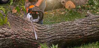 Why Choose Our Tree Removal Services in Jasonville, IN?