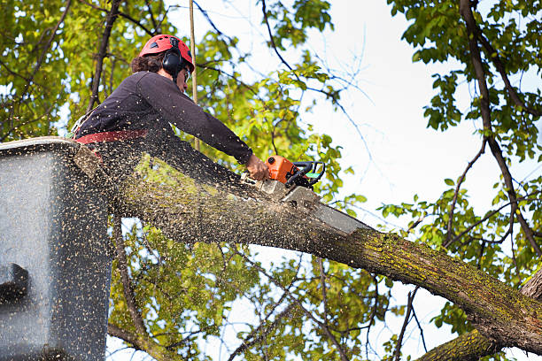 Professional  Tree Services in Jasonville, IN